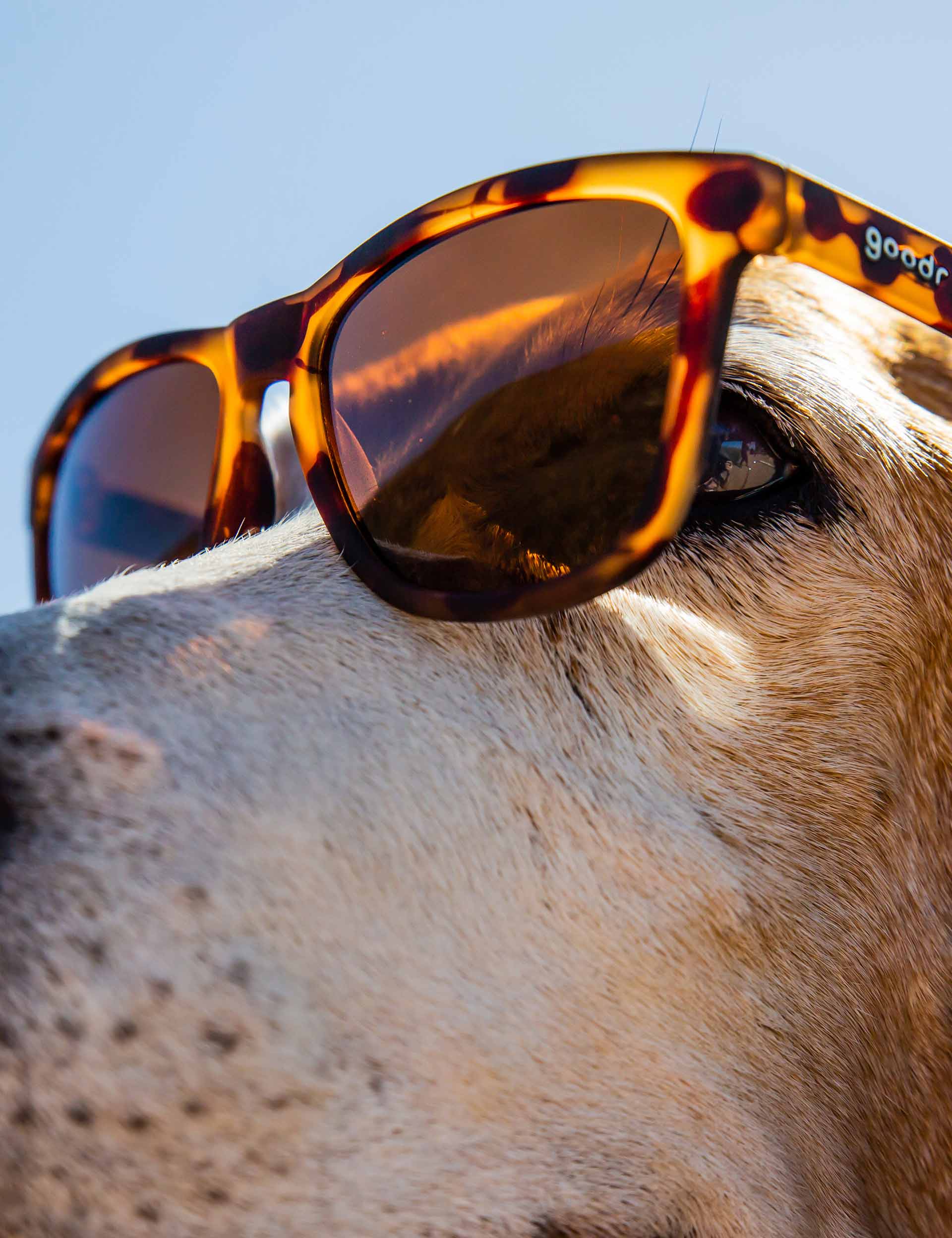 Goodr Bosley's Basset Hound Dreams Sunglasses The Sports Edit
